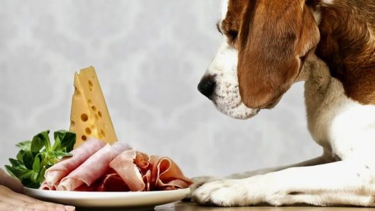 Почему еда со стола может быть опасной для собак и кошек